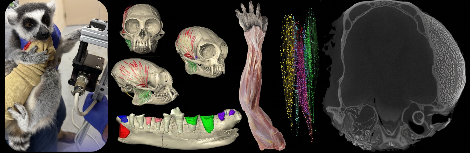 composite labwork image